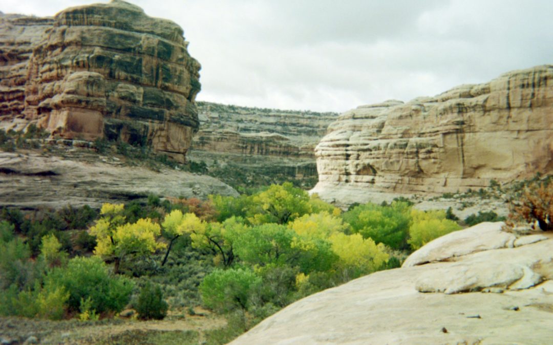 Guiding in the Grand Gulch