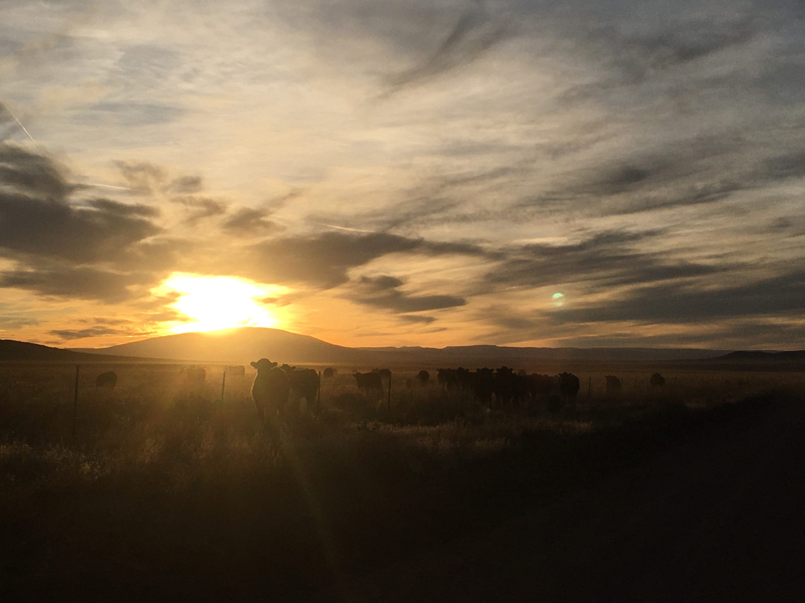 cows